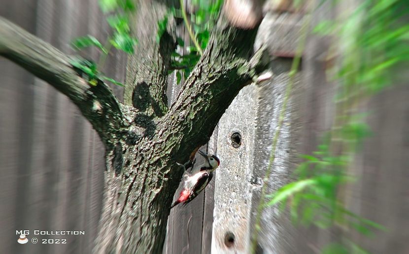 Woody 3 - PASARI - BIRDS