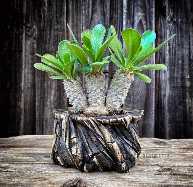 Euphorbia poissonii - Vase - aranjamente - accesorii