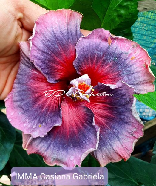  - IMMA Casiana Gabriela