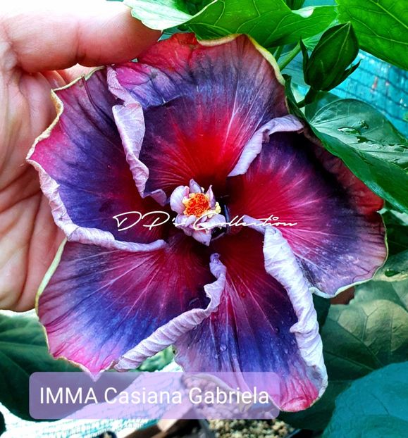  - IMMA Casiana Gabriela