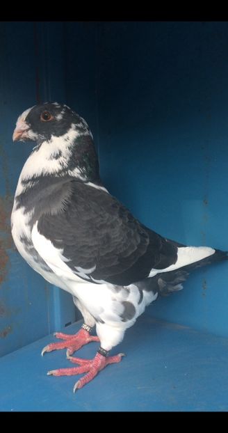 1FF3F4DC-5691-401C-AB0F-11A5B80A1308 - Pui urias american 2022