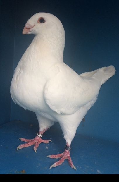 EA8AE75D-56C8-4744-B371-F6B8DD466FFE - Pui urias american 2022