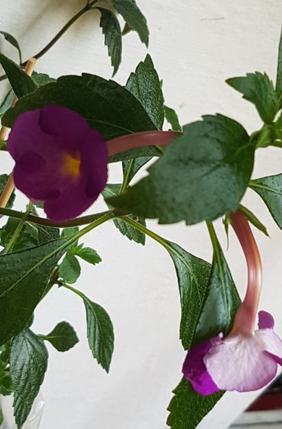 - Hybrid necunoscut Noid-pierdut