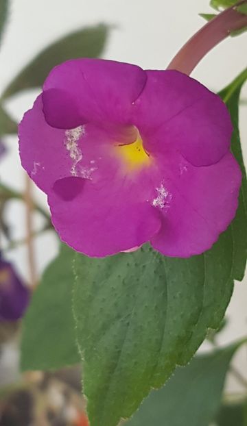  - Hybrid necunoscut Noid-pierdut