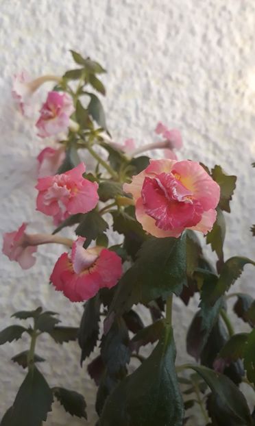  - 0001 2022 - Aurika Ashcroft