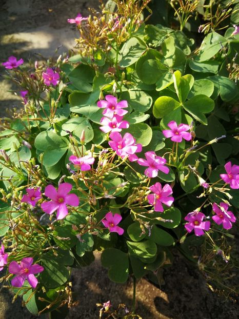 oxalis rubra - Si citeva ghivece