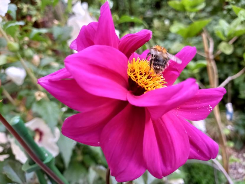  - Grădina 2022 continuare 3