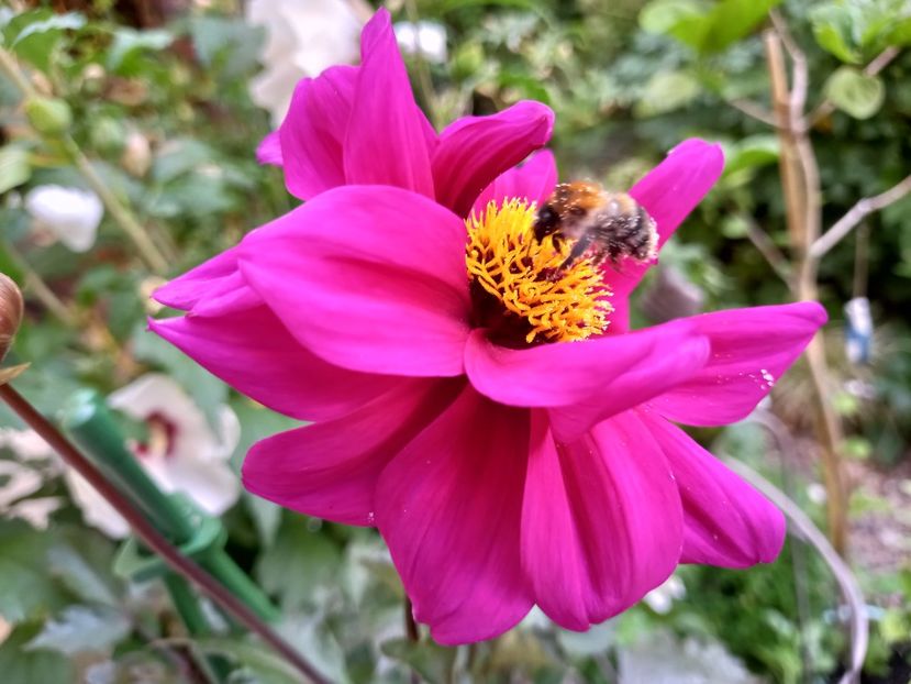  - Grădina 2022 continuare 3