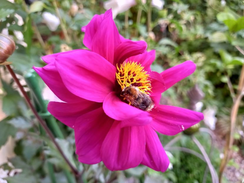  - Grădina 2022 continuare 3