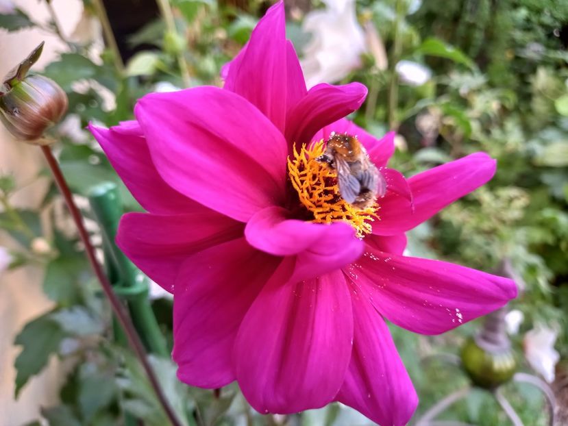  - Grădina 2022 continuare 3