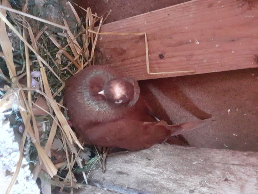  - 8-Jucatorii de Ardeal vechi