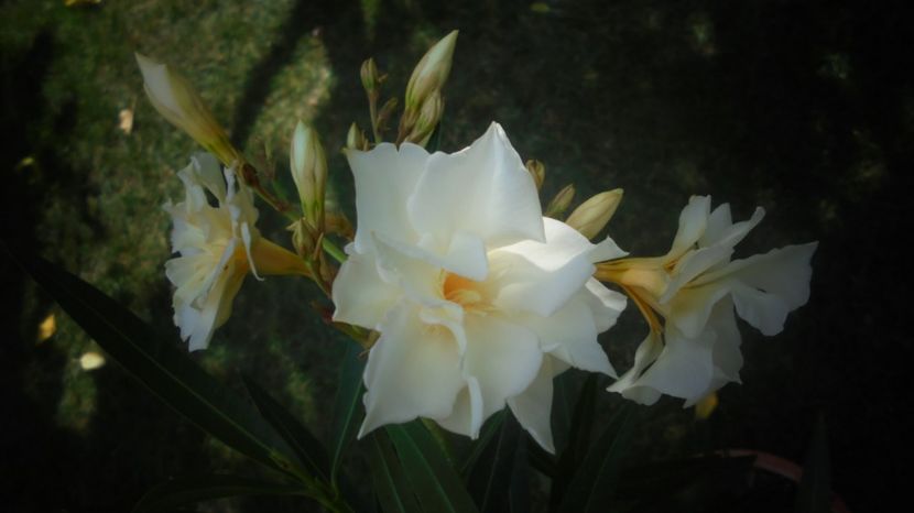 Multumesc,doamna a florilor! - 2022