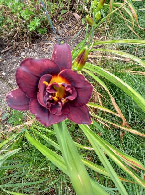 Woodoo Dancer - 5 pachete cu Hemerocallis de vanzare