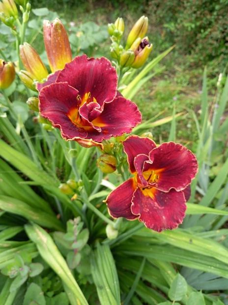 Night Embers - 5 pachete cu Hemerocallis de vanzare