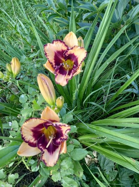 Calico Jack - 5 pachete cu Hemerocallis de vanzare