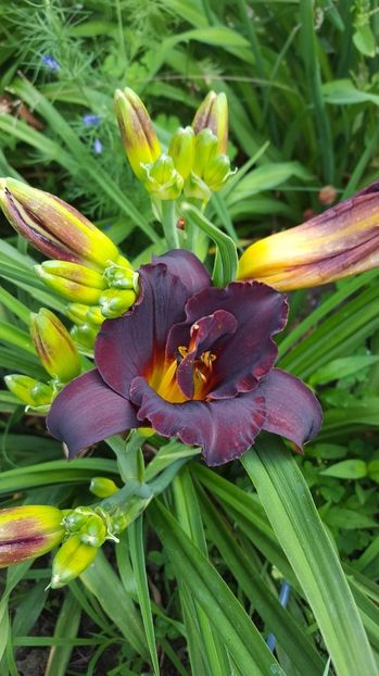 Woodoo Dancer - 5 pachete cu Hemerocallis de vanzare