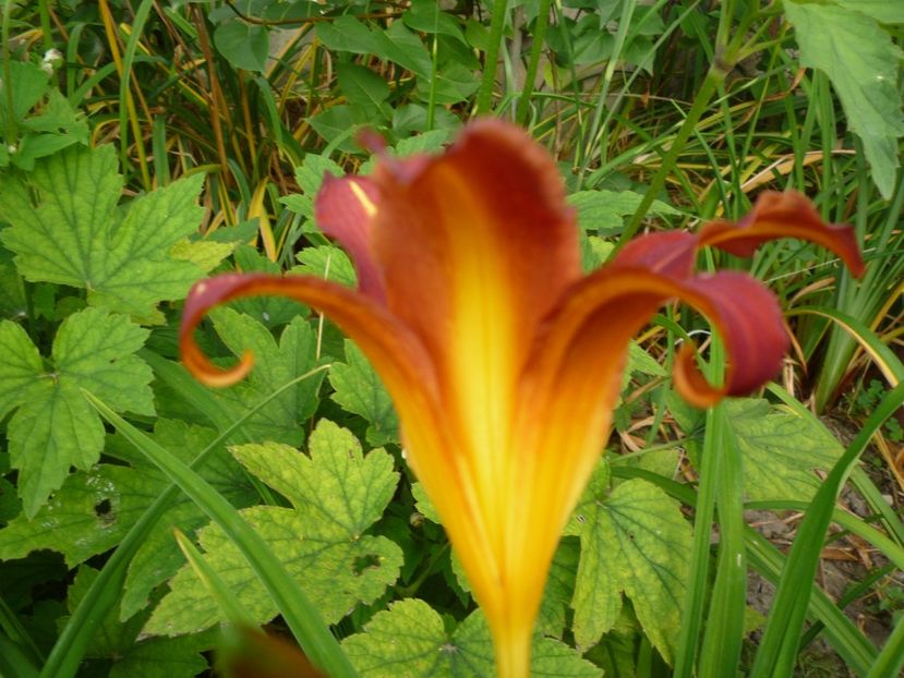 Black Prince - 5 pachete cu Hemerocallis de vanzare