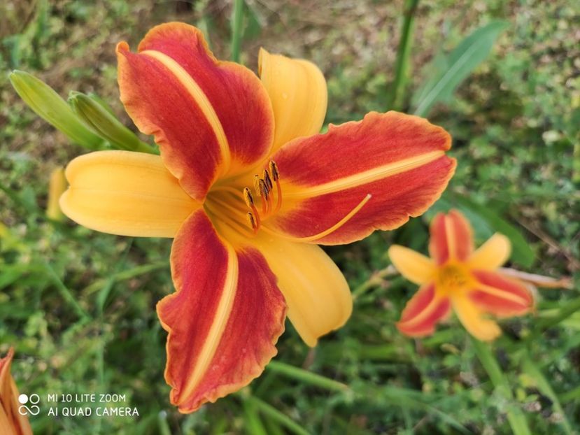 Frans Hals - 5 pachete cu Hemerocallis de vanzare