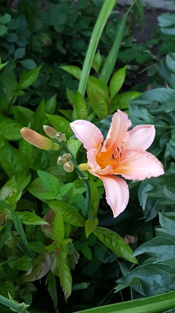 Elaine Strutt - 5 pachete cu Hemerocallis de vanzare