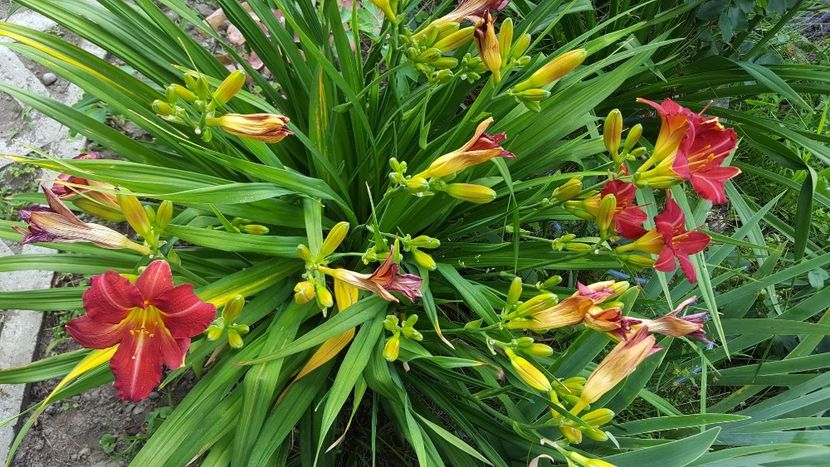 Baltimore Oriole - 5 pachete cu Hemerocallis de vanzare