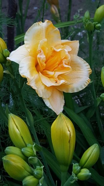 Ikebana Star - 5 pachete cu Hemerocallis de vanzare