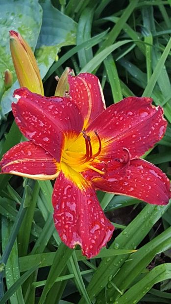 Baltimore Oriole - 5 pachete cu Hemerocallis de vanzare