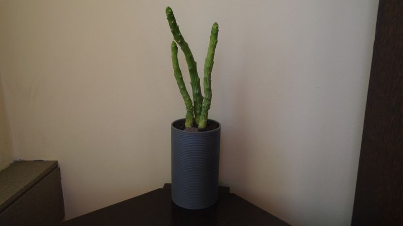 Euphorbia bisellenbeckii, Ethiopia, Somalia, and N. Kenya - Suculente-Agave-Yucca si Dracaena 2022-2023