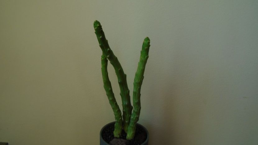 Euphorbia bisellenbeckii, Ethiopia, Somalia, and N. Kenya - Suculente-Agave-Yucca si Dracaena 2022-2023
