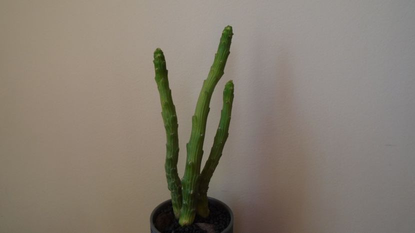 Euphorbia bisellenbeckii, Ethiopia, Somalia, and N. Kenya - Suculente-Agave-Yucca si Dracaena 2022-2023