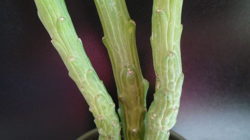 Euphorbia bisellenbeckii, Ethiopia, Somalia, and N. Kenya - Suculente-Agave-Yucca si Dracaena 2022-2023