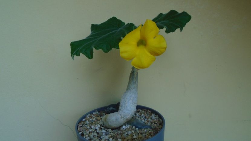 Uncarina roeoesliana - Caudiciforme-pachycaule si bulboase 2022-2023