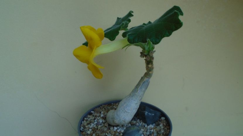 Uncarina roeoesliana - Caudiciforme-pachycaule si bulboase 2022-2023