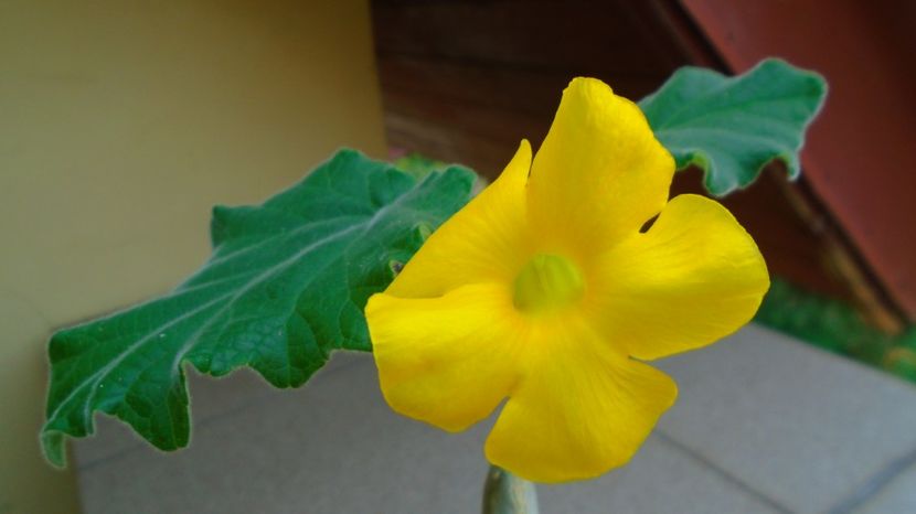 Uncarina roeoesliana - Caudiciforme-pachycaule si bulboase 2022-2023