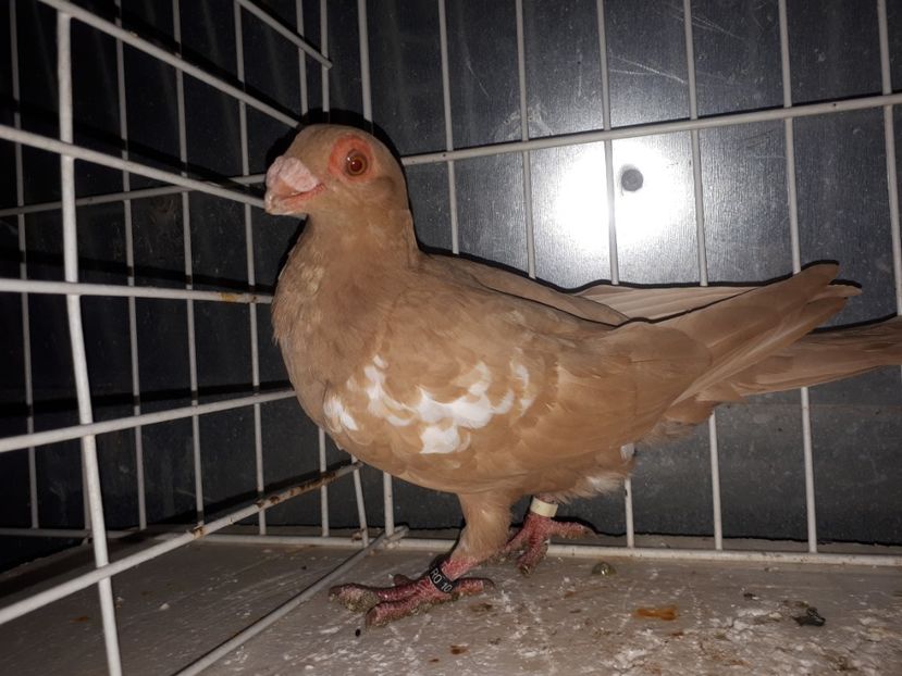 F - L 3 _ tineret 2022