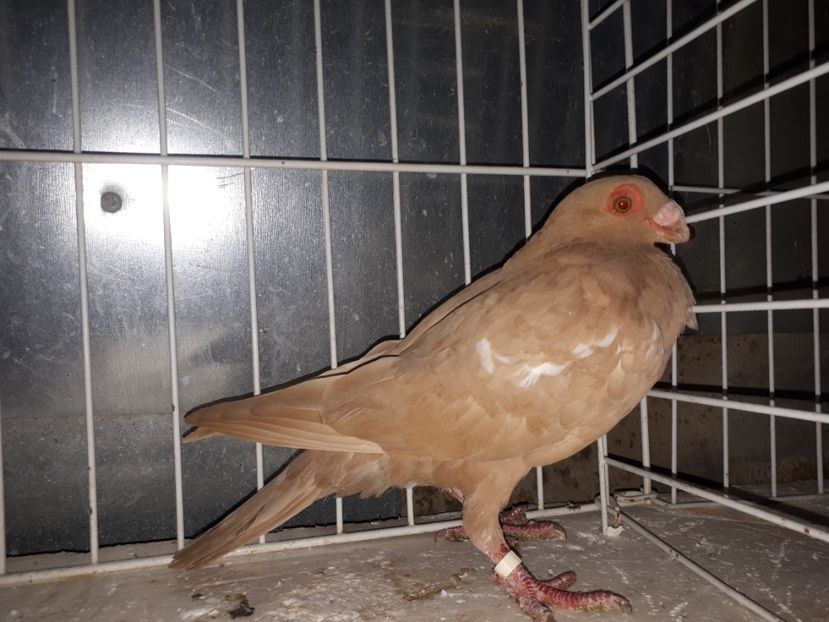  - L 3 _ tineret 2022