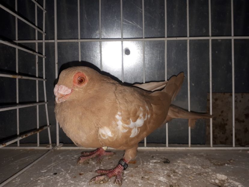  - L 3 _ tineret 2022