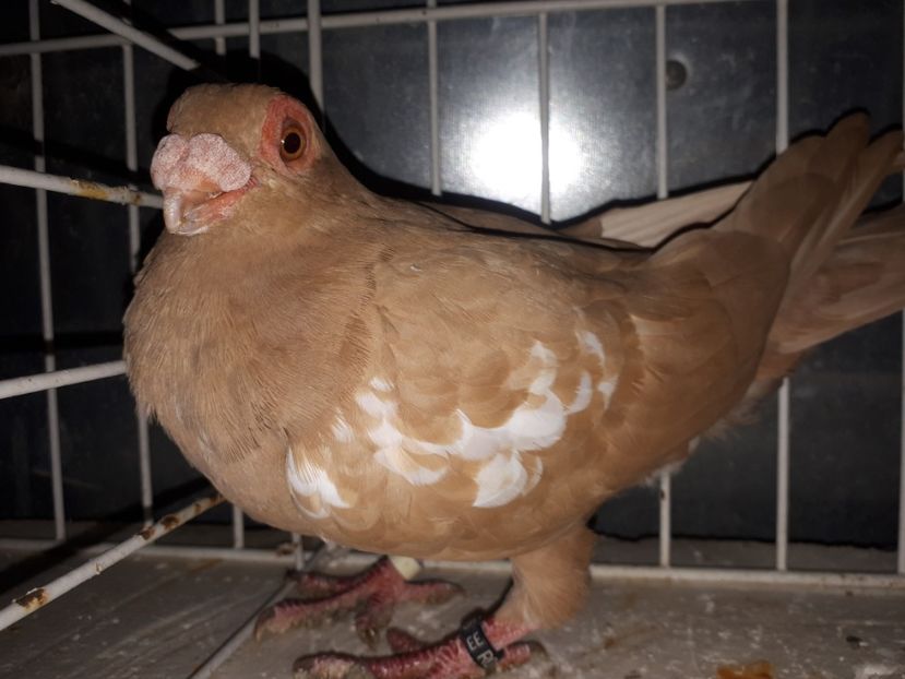  - L 3 _ tineret 2022