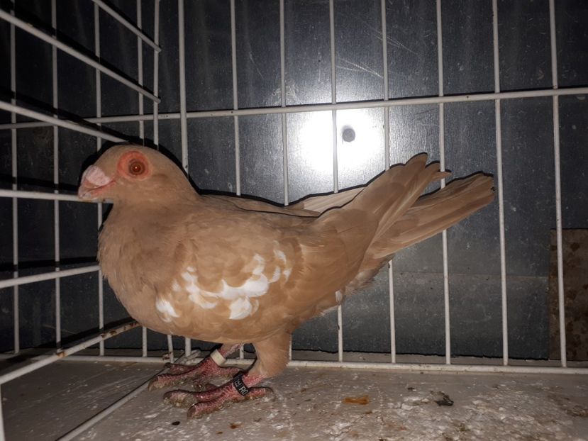  - L 3 _ tineret 2022