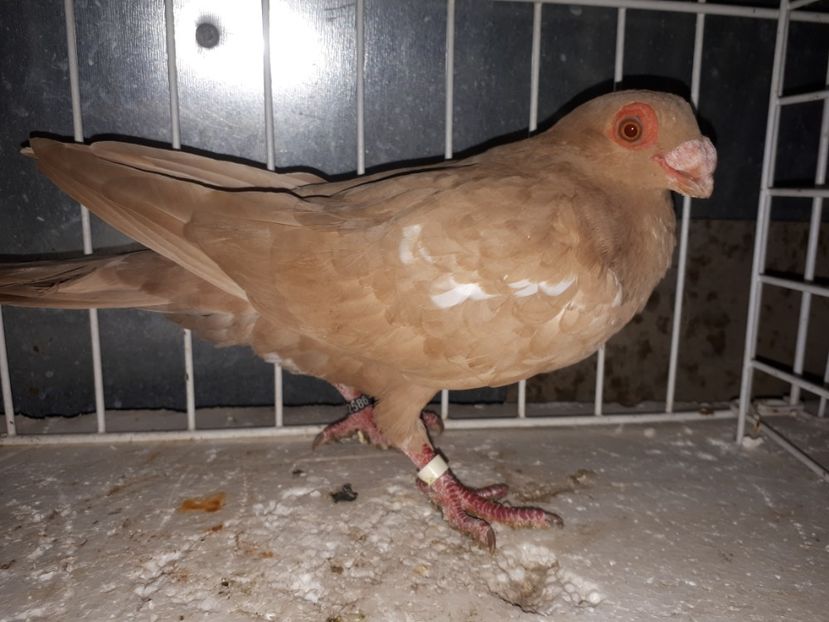  - L 3 _ tineret 2022