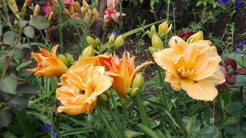 Ikebana Star - 5 pachete cu Hemerocallis de vanzare