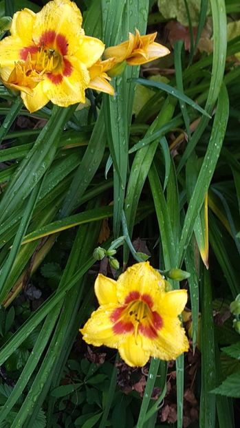  - 5 pachete cu Hemerocallis de vanzare