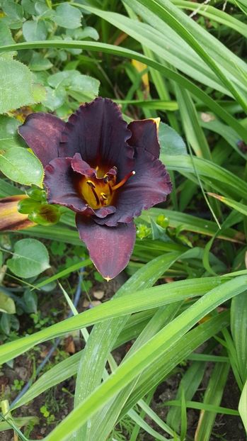 Woodoo Dancer - 5 pachete cu Hemerocallis de vanzare