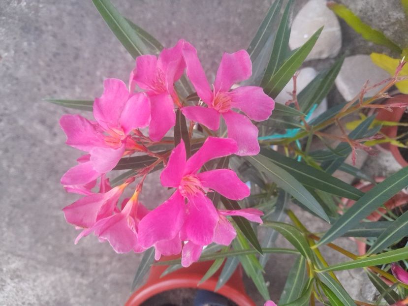 Din prea plinul unui suflet special! Calde multumiri! - 111 Bucurii pentru suflet 2022