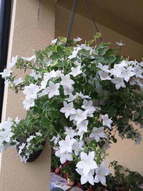  - Campanula
