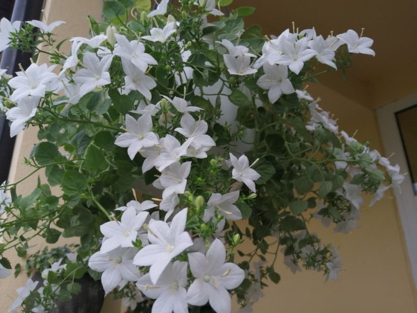  - Campanula