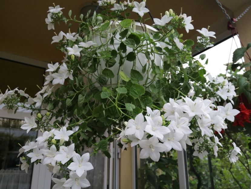  - Campanula