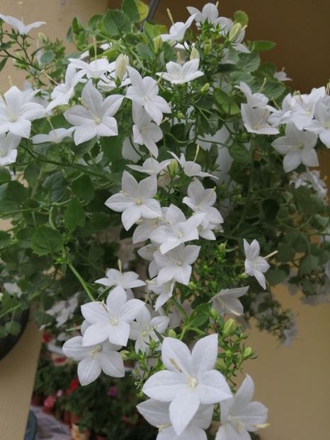  - Campanula