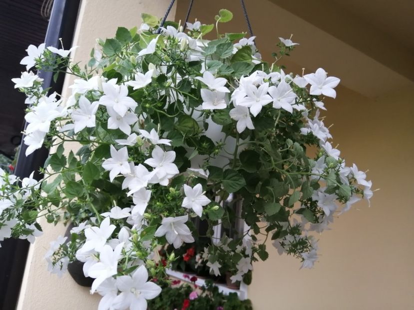  - Campanula