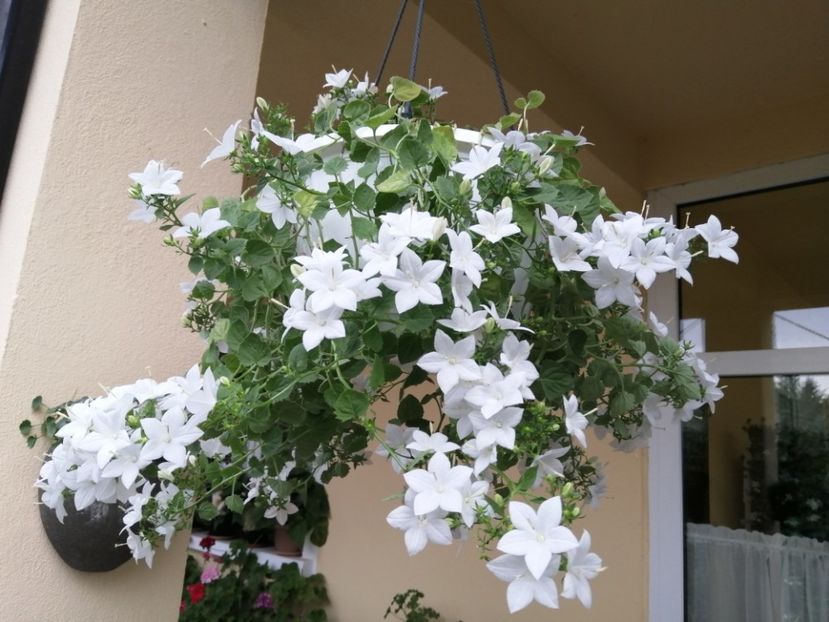  - Campanula