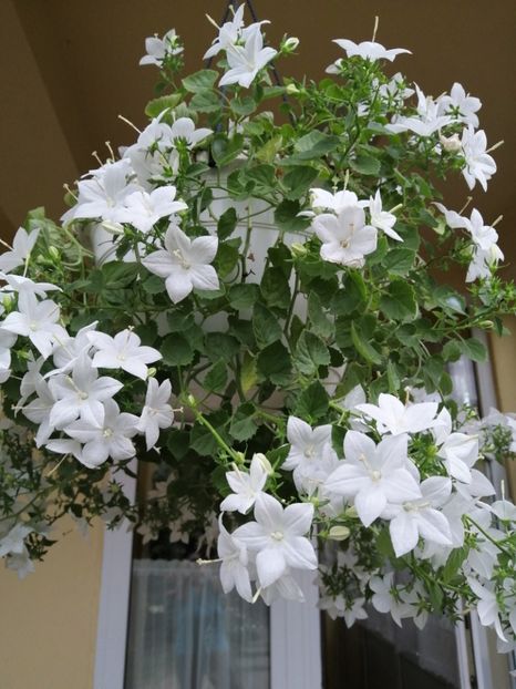  - Campanula